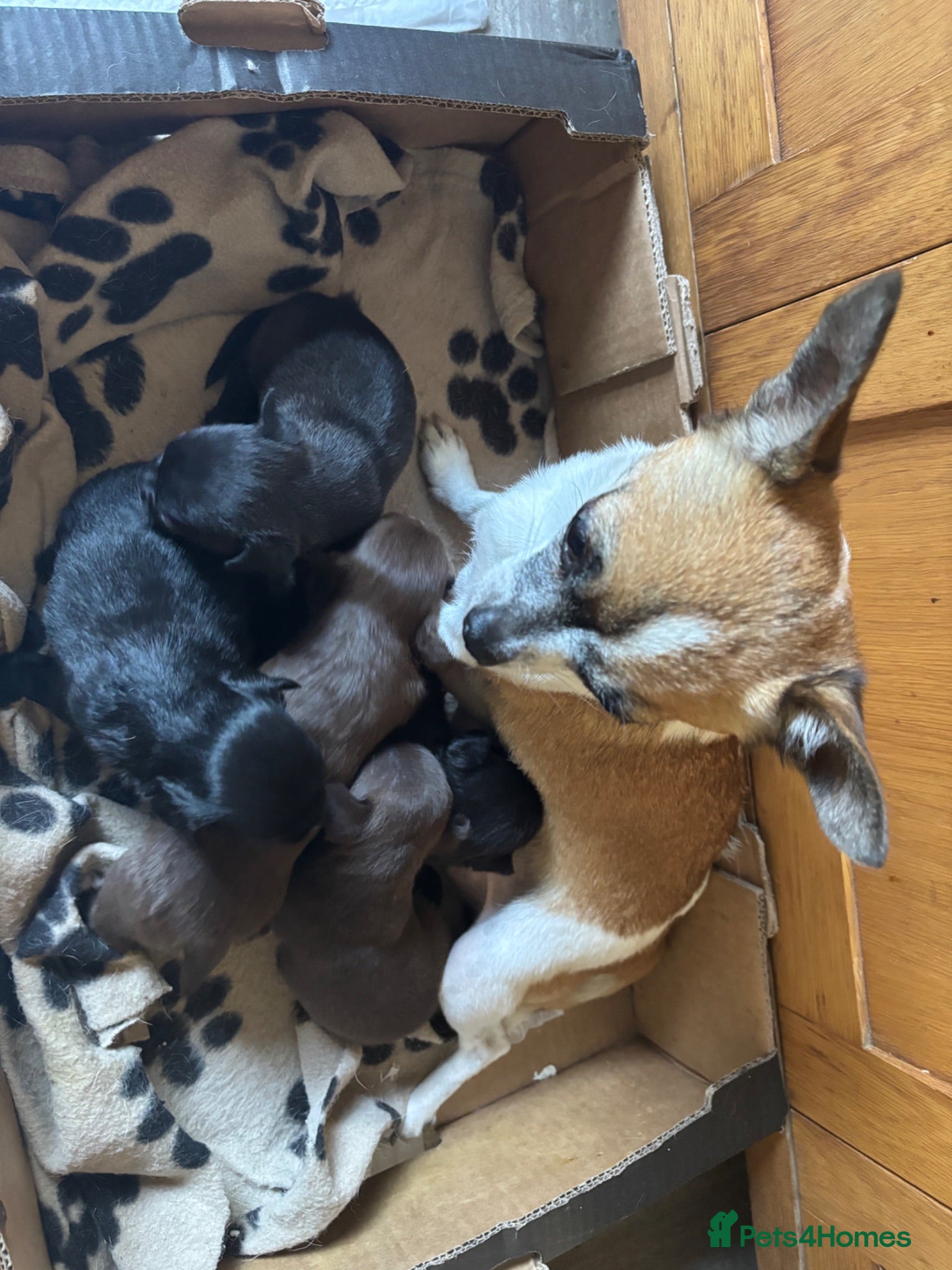 Chihuahua dogs Gorgeous chihuahua pups - Advert 2