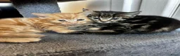 Mixed Breed cats for sale: 4 kittens  - Advert 1