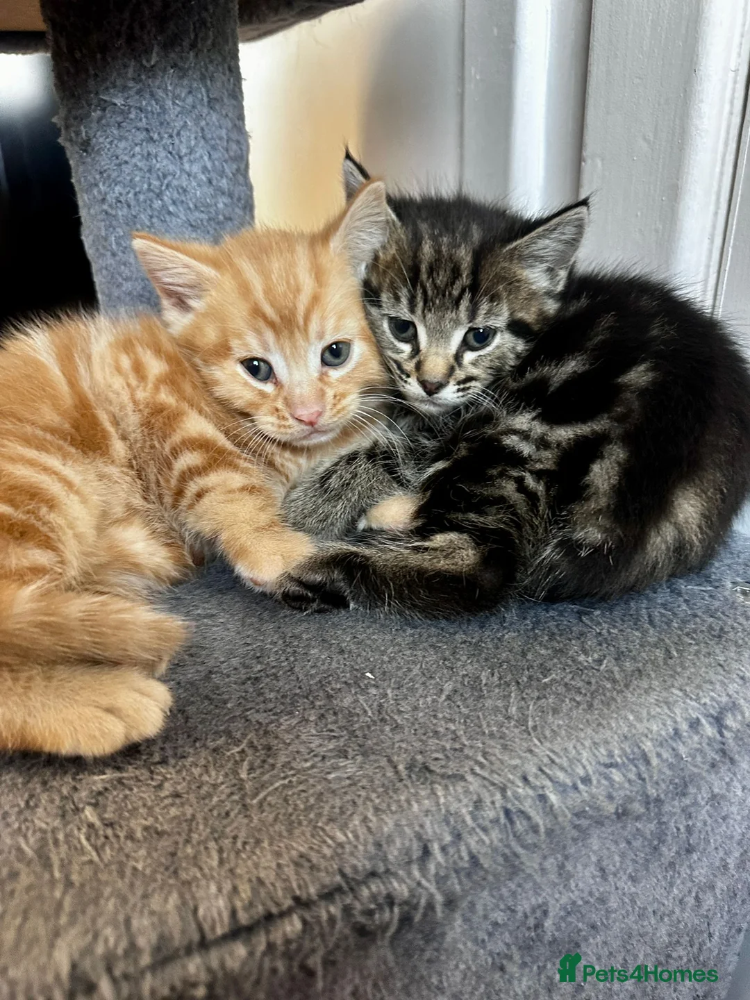 Mixed Breed cats for sale: 4 kittens  - Advert 1