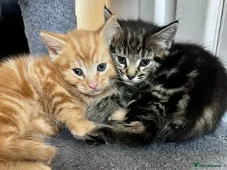 Mixed Breed cats 4 kittens - Advert 16