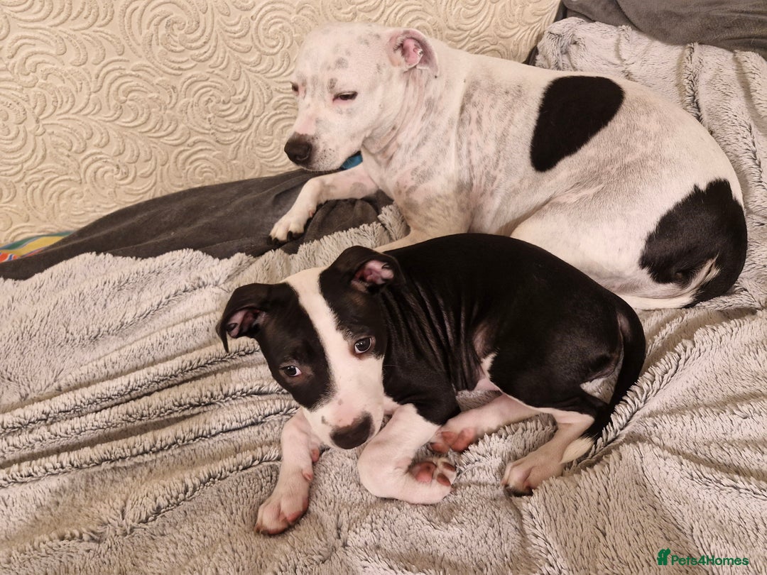 Staffordshire Bull Terrier dogs for sale: From Our Family to Yours - Image 15