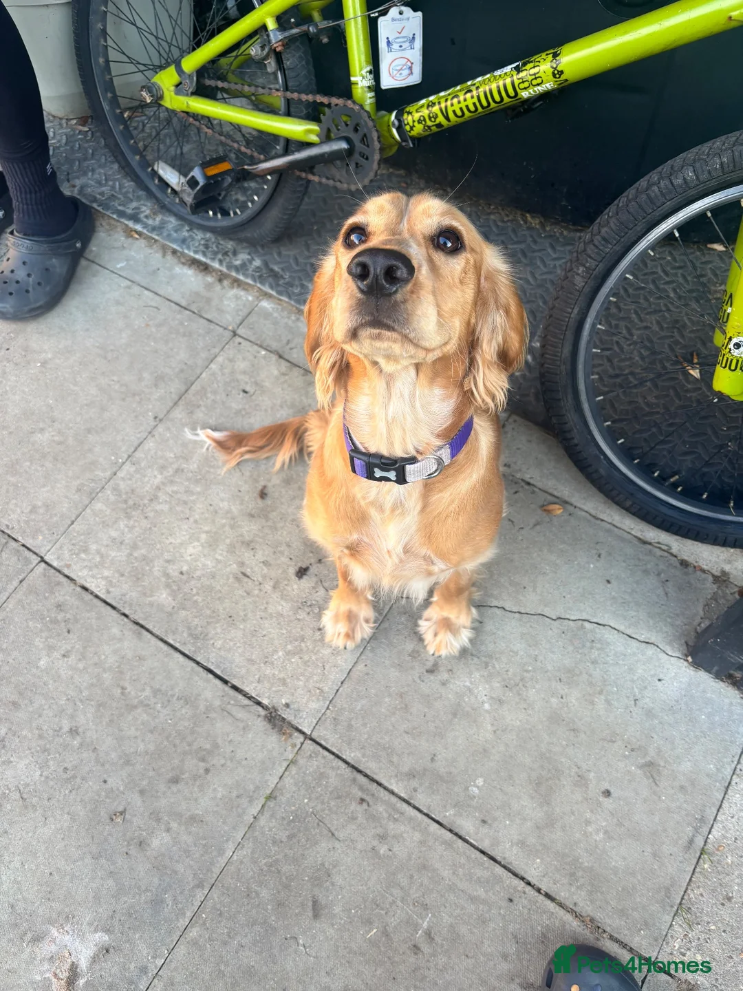 Cocker Spaniel dogs for sale: Golden cocker spaniel  in Cambridge - Advert 1