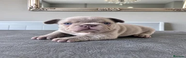 French Bulldog 4
