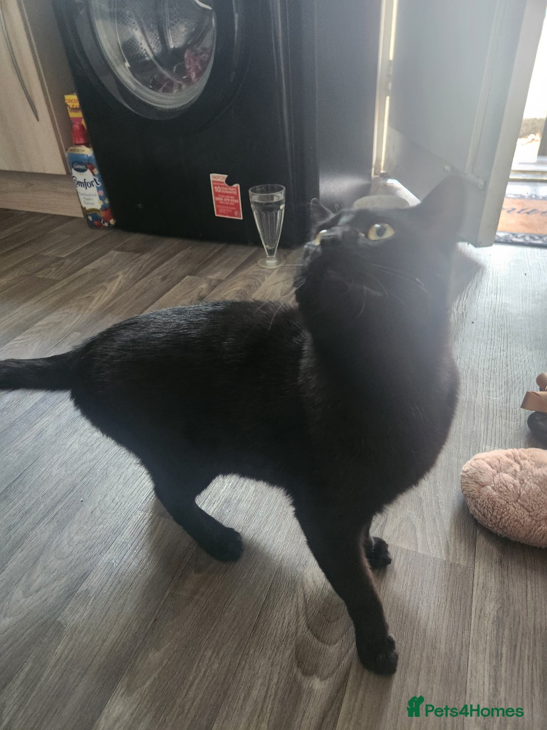 Mixed Breed cats for sale: Beautiful black cat  - Image 5
