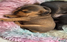 Mixed Breed dogs for sale: Gorgeous Patterdale x cocker spaniel  - Image 7