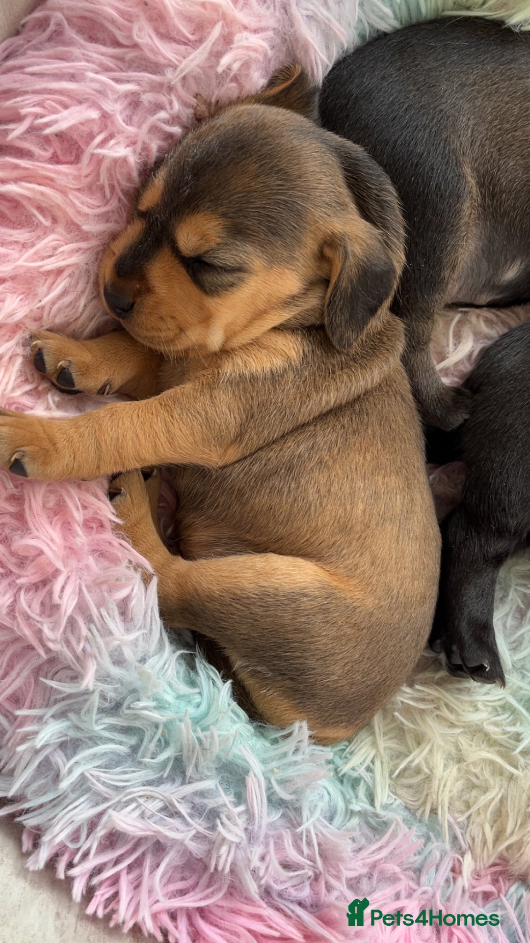 Mixed Breed dogs for sale: Gorgeous Patterdale x cocker spaniel  - Image 7