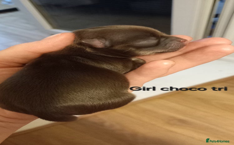 Chihuahua dogs - Advert 1