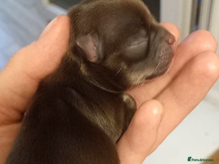 Chihuahua dogs - Advert 1