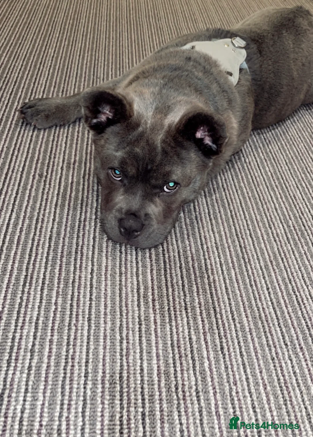 Mixed Breed dogs for sale: Lovely mixed Chow for Sale - Advert 2