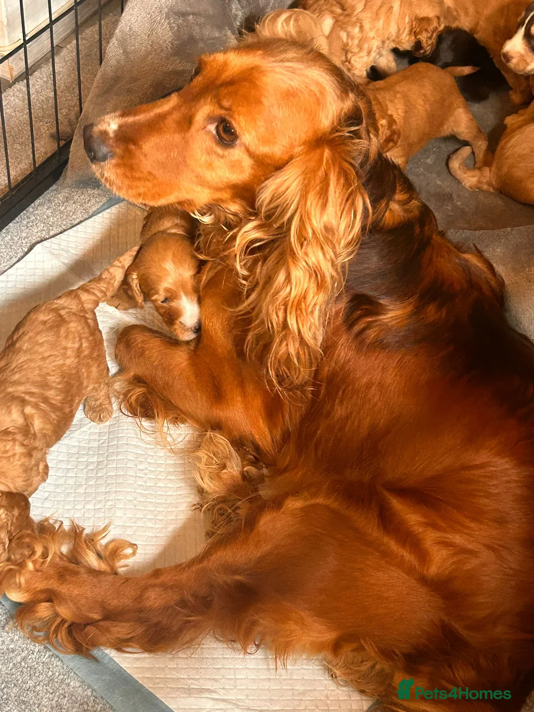 Cockapoo dogs for sale: Beautiful F1 cockapoos in Cranleigh - Advert 1