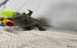 British Shorthair cats for sale: Beautiful British shorthair x kittens - Image 6