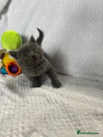 British Shorthair cats - Advert 9