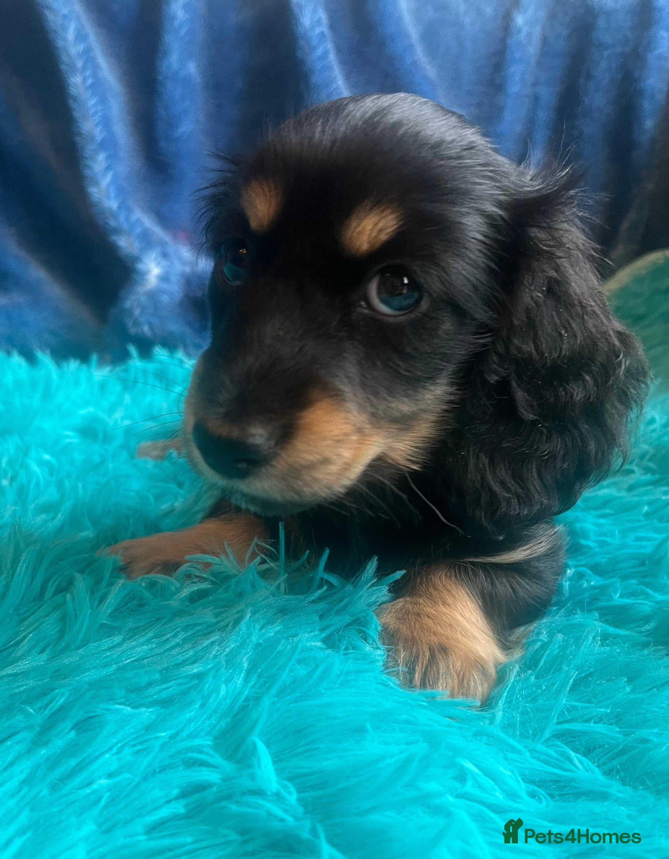 Miniature Dachshund dogs Beautiful  KC Mini L/H dachshund puppies - Advert 2