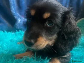 Miniature Dachshund dogs Beautiful KC Mini L/H dachshund puppies - Advert 2