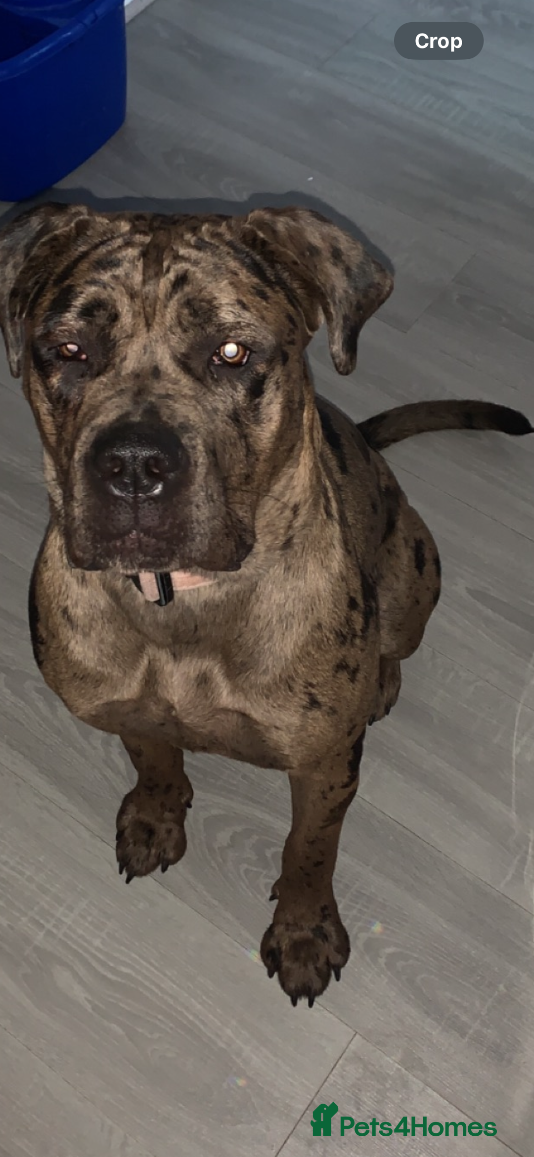 Cane Corso dogs for sale: Cane corso - Advert 6