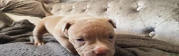 American Bully dogs for sale: American pocket bully puppies - Advert 3