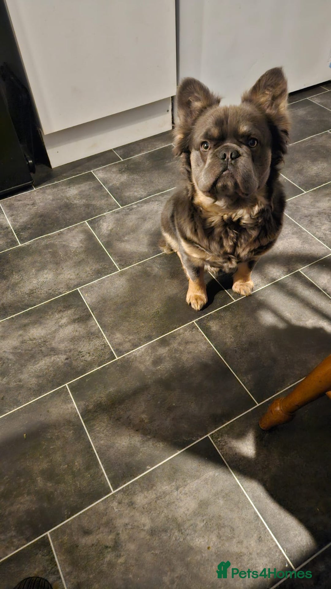 French Bulldog dogs for sale: Fluffy french bulldog  - Advert 4