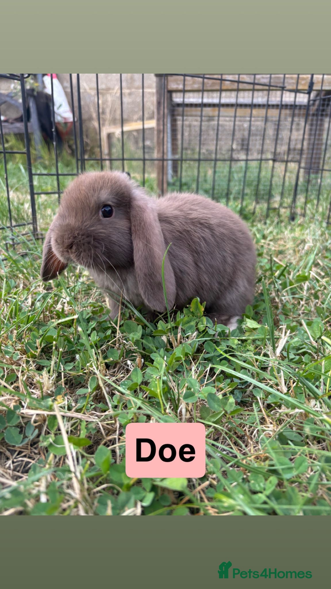 Mini Lop rabbits Adorable Mini Lop babies - Advert 2