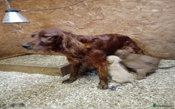 Mixed Breed dogs for sale: 9 Irish setter X lurcher pups - Image 1
