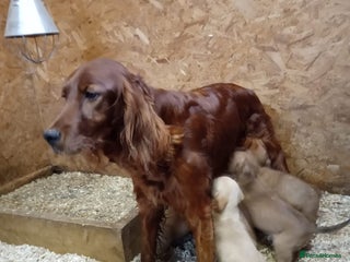 Mixed Breed dogs for sale - Advert 1