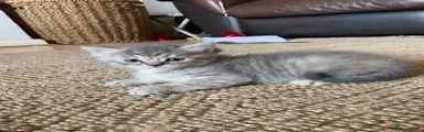 Persian 3