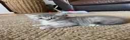 Persian cats for sale: Persian cross kittens - Advert 5