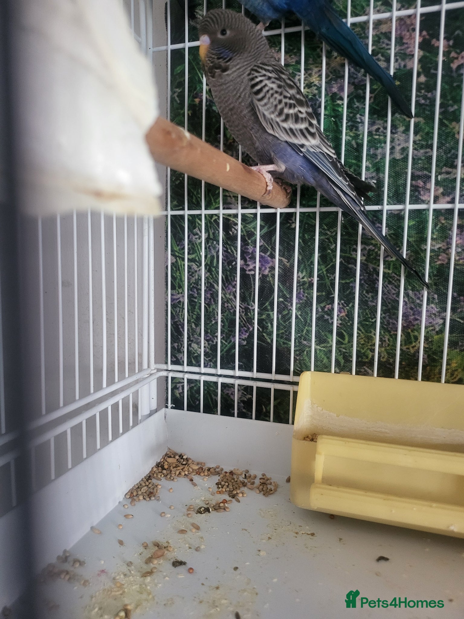 Budgerigars birds Blackface - Advert 7