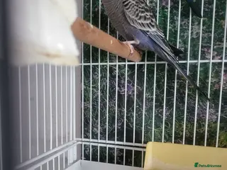 Budgerigars birds Blackface - Advert 7