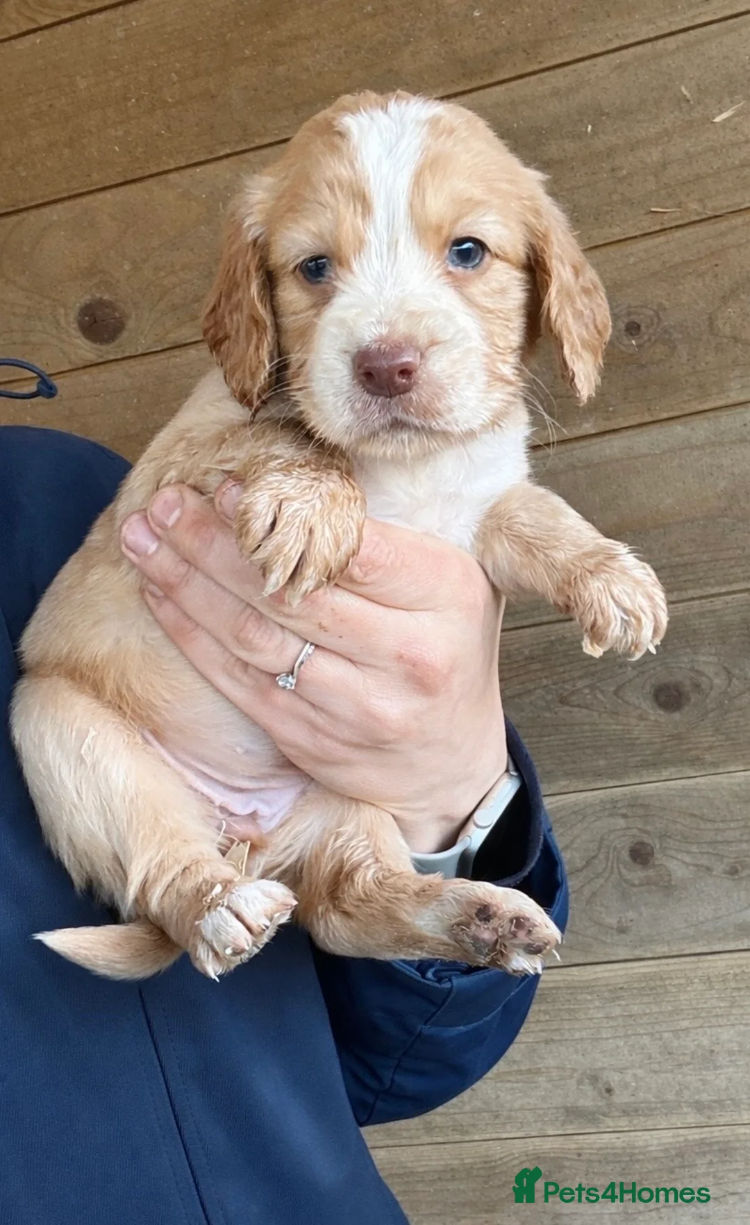 Cocker Spaniel dogs for sale: Gorgeous cocker spaniel puppies  - Advert 24