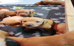 Labrador Retriever dogs for sale: KC Registered Fox Red Labrador Puppies - Image 13