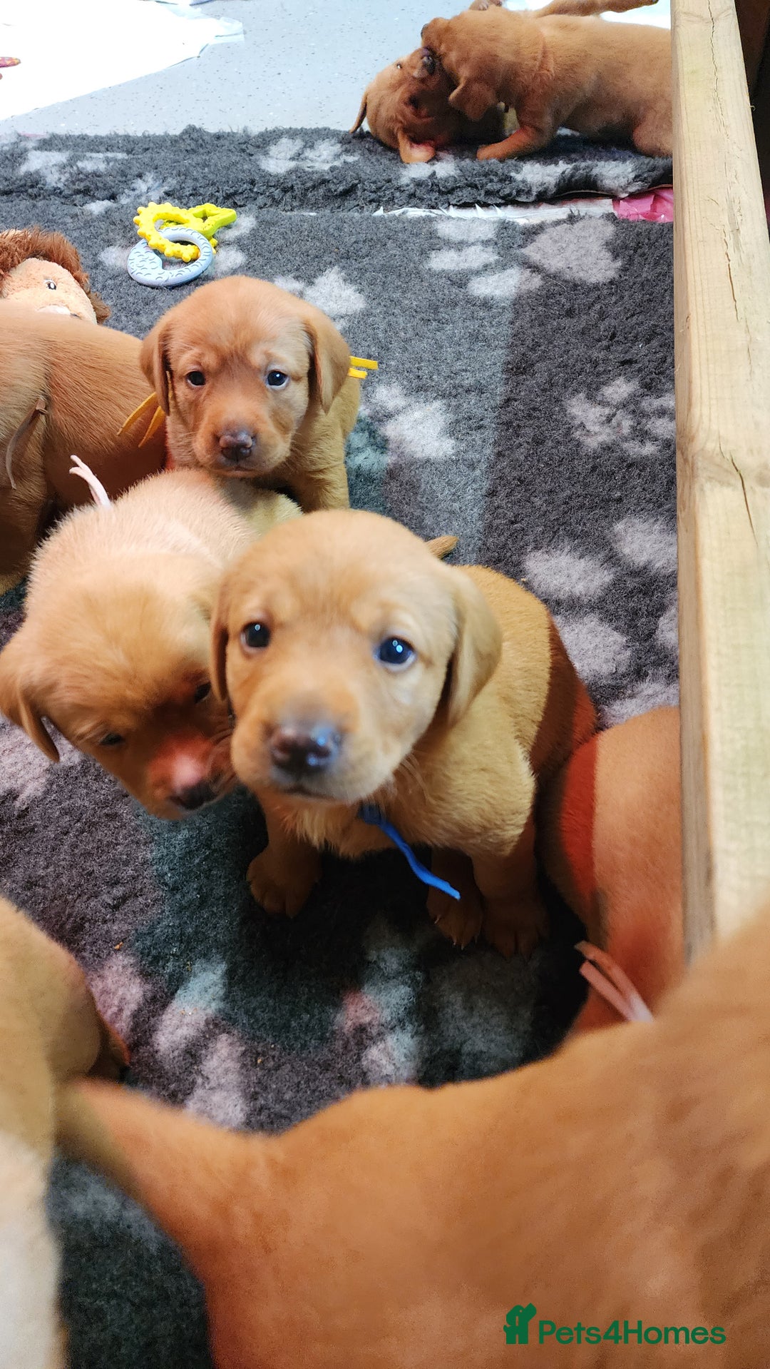 Labrador Retriever dogs for sale: KC Registered Fox Red Labrador Puppies - Image 13