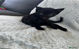 Mixed Breed cats for sale: Kittens for sale  - Image 2