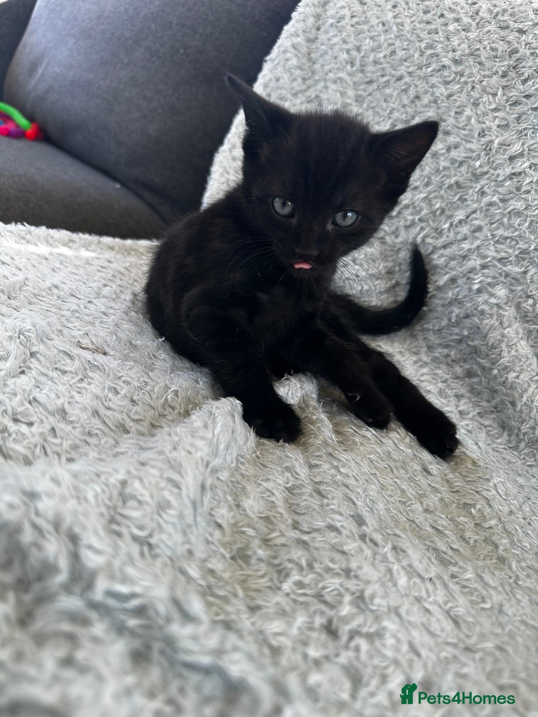 Mixed Breed cats for sale: Kittens for sale  - Image 2