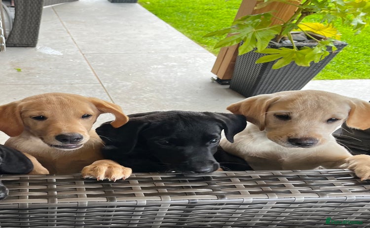Labrador Retriever dogs - Advert 2