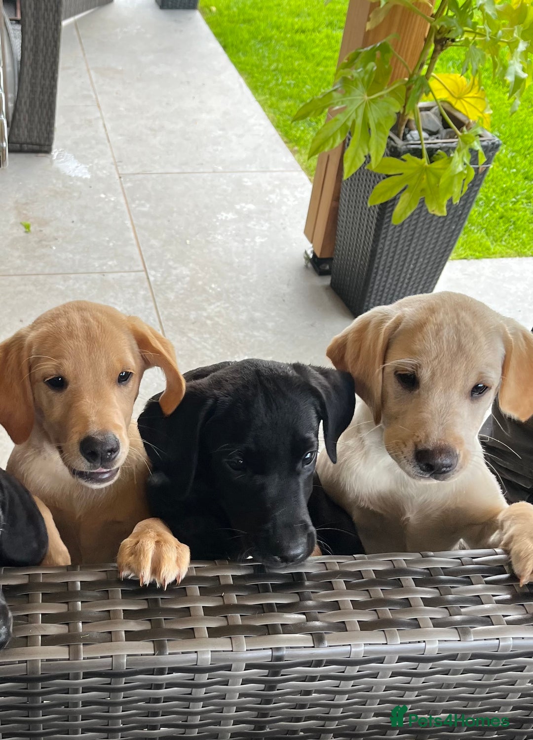 Labrador Retriever dogs for sale: Three gorgeous boys!!  - Image 1