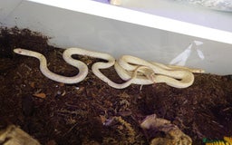 Garter Snake reptiles for sale: Group of Garter Snakes - Image 1