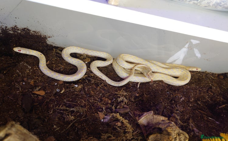 Garter Snake reptiles - Advert 1