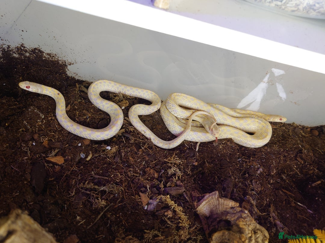 Garter Snake reptiles for sale: Group of Garter Snakes - Image 1
