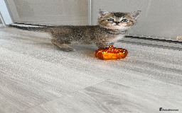 Scottish Fold cats for sale: TICA Pedigree Scottish Straight Boy🐾Rare colour🐾 - Image 8