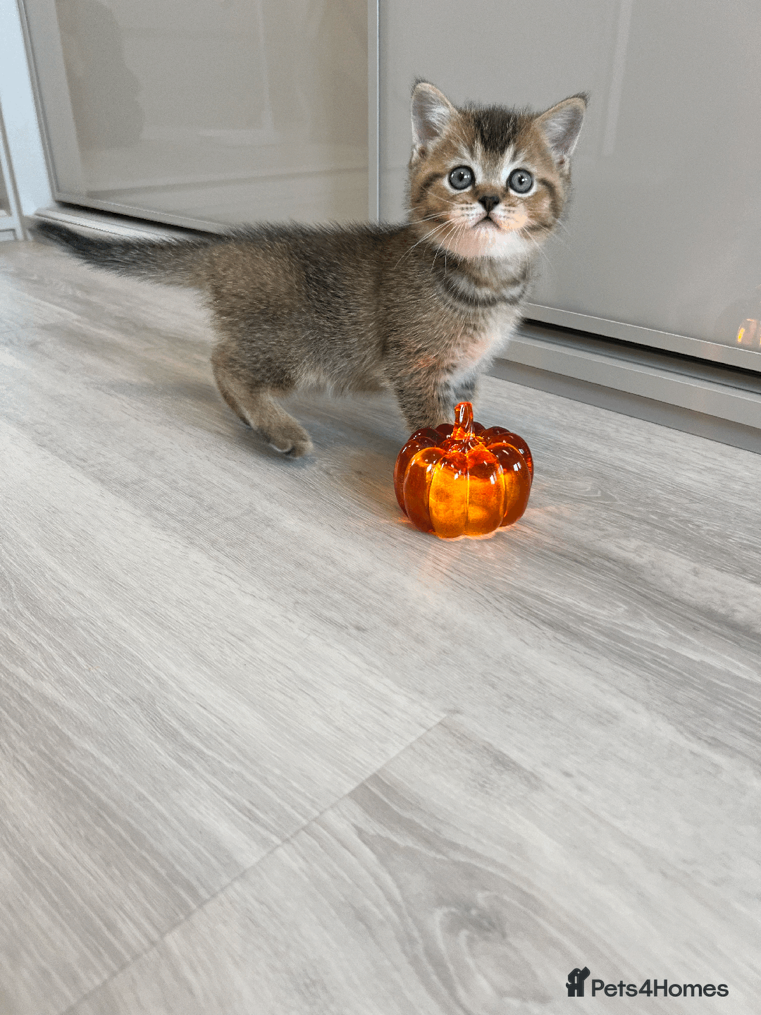 Scottish Fold cats for sale: TICA Pedigree Scottish Straight Boy🐾Rare colour🐾 - Image 8