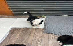 Old English Sheepdog dogs for sale: Outstanding Old English Sheepdog - Image 8