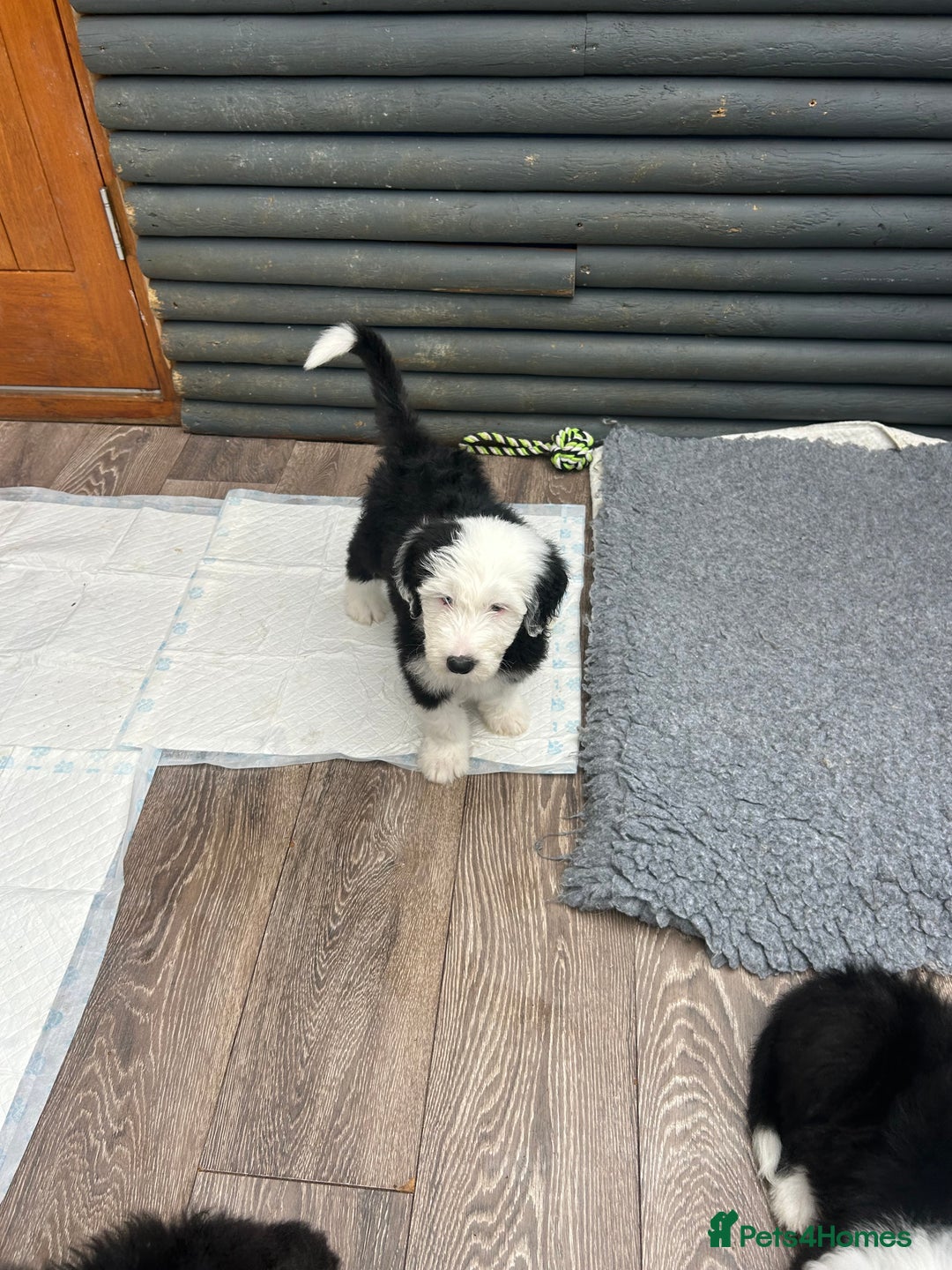 Old English Sheepdog dogs for sale: Outstanding Old English Sheepdog - Image 8