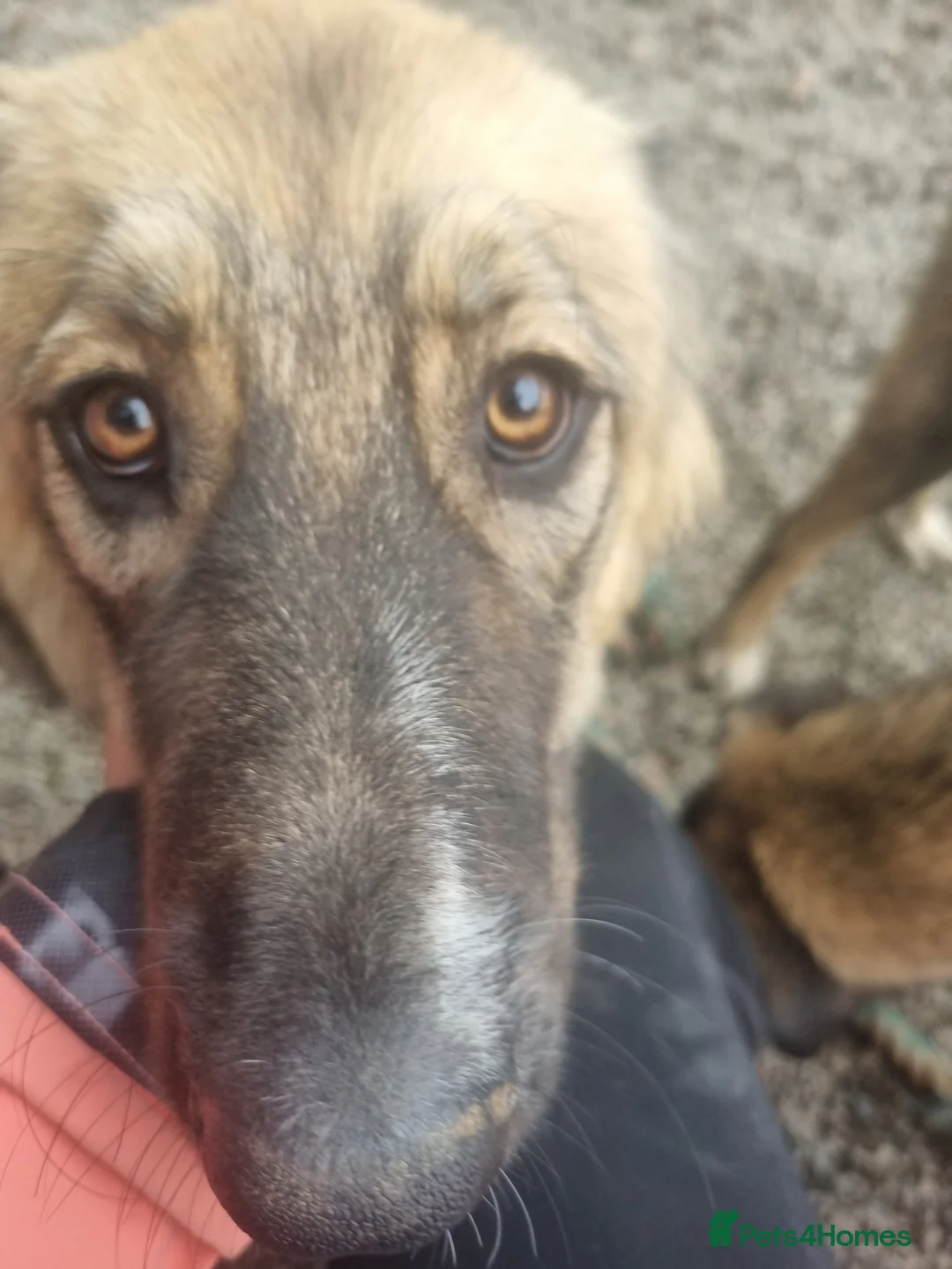 Mixed Breed dogs for adoption: Meet Iona – The Sweet, Shy Sister - Advert 3