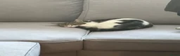 Mixed Breed cats for sale: Sushi - female (7 months) - Advert 8
