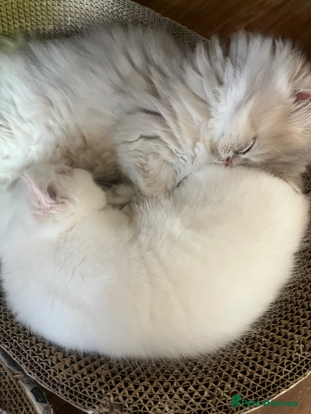 British Shorthair cats for sale: British Long/Shorhair Kittens  - Advert 2