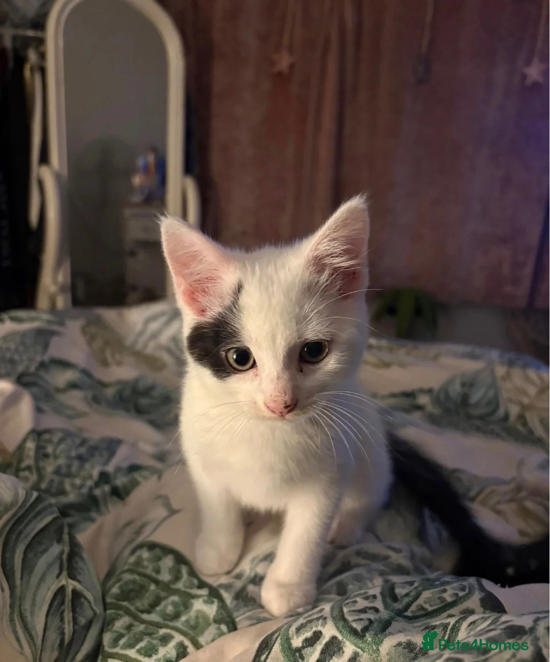 Mixed Breed cats for sale: 3 KITTENS FOR SALE - Advert 2