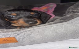 Dachshund dogs for sale: Mini dachshund puppy  - Image 2