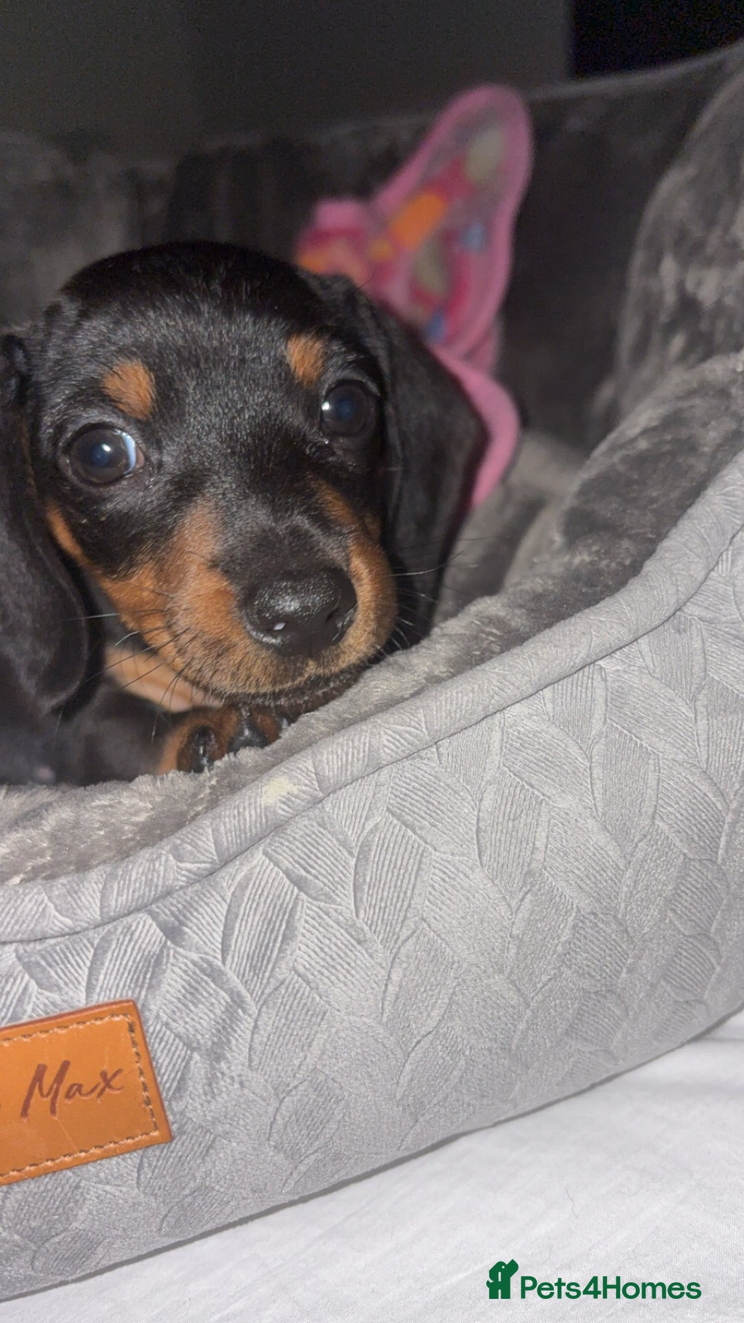 Dachshund dogs for sale: Mini dachshund puppy  - Image 2