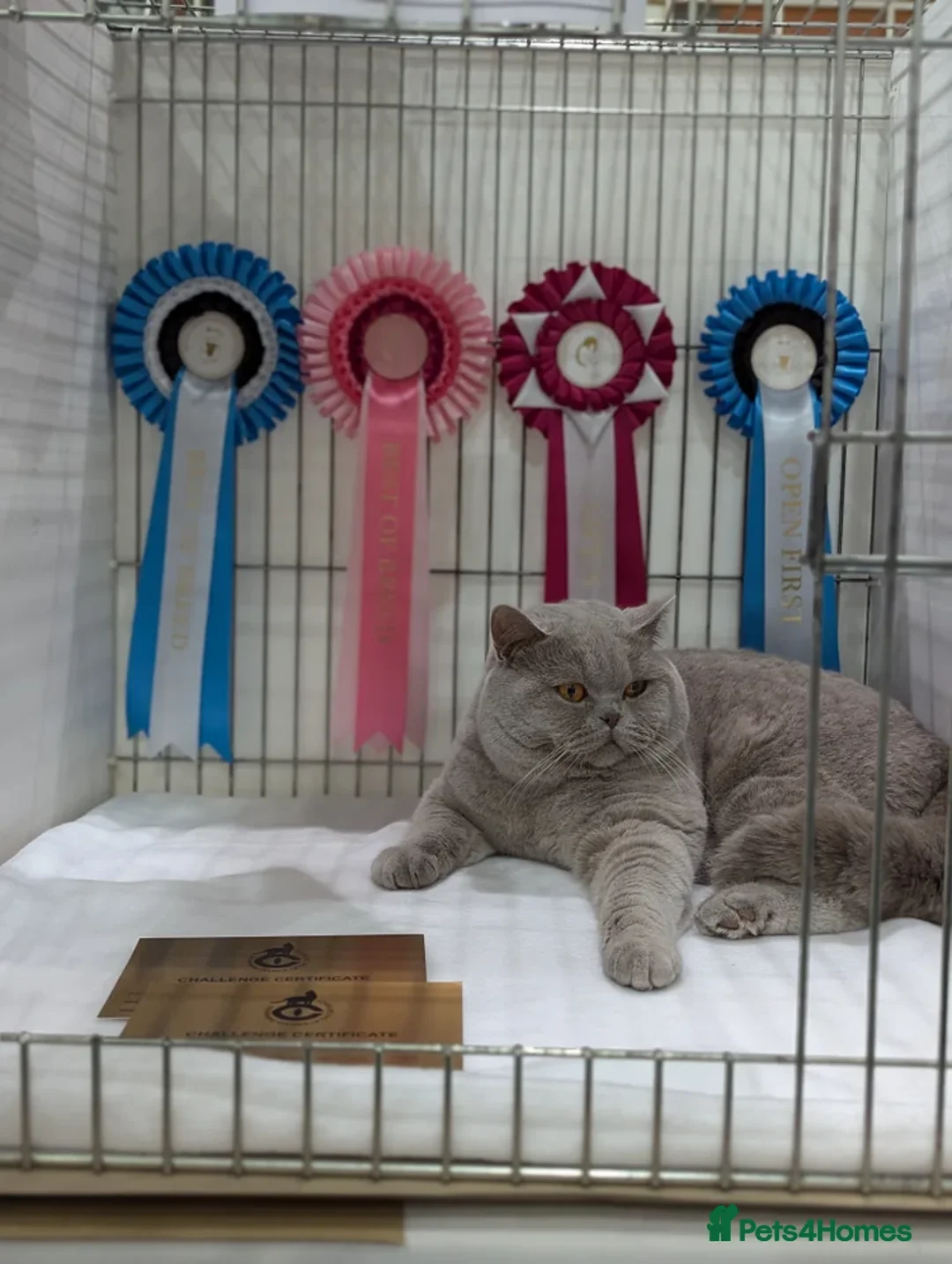 British Shorthair cats for sale: British Shorthair-Longhair  - Advert 2