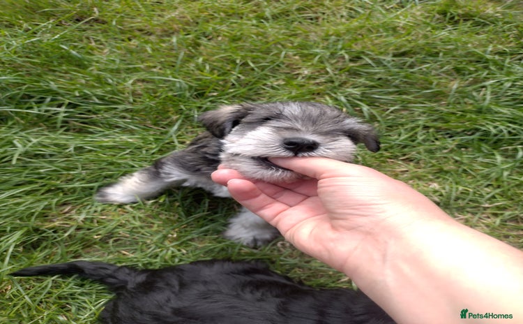Miniature Schnauzer dogs - Advert 3